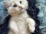 Bicolor lavender male linx ragdoll kitten - Ragdoll Kitten For Sale - Beavercreek&comma; OH&comma; US