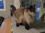 himalayan cat1 - Himalayan Cat For Sale - Chantilly&comma; VA&comma; US