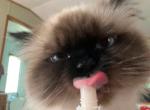 himalayan adult - Himalayan Cat For Sale - Chantilly&comma; VA&comma; US
