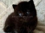 Michael baby boy munchkin black solid short legs - Munchkin Kitten For Sale - TX&comma; US