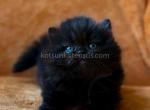 Martin munchkin longhair black solid short legs - Munchkin Kitten For Sale - TX&comma; US