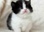 Morgan tuxedo munchkin black bicolor short legs - Munchkin Kitten For Sale - TX&comma; US