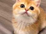 HTX Cookie chunky munchkin golden shaded short leg - Munchkin Kitten For Sale - TX&comma; US