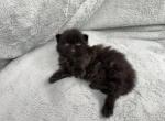 Edgar - Persian Kitten For Sale - 