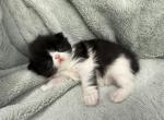 Bishop - Persian Kitten For Sale - 