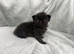 Ophelia - Persian Kitten For Sale - 