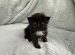 Elowen - Persian Kitten For Sale - 