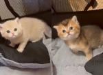 British litter July - British Shorthair Kitten For Sale - Oakland&comma; CA&comma; US