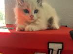 Buddy - Ragdoll Kitten For Sale - 