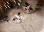 Cutie - Ragdoll Kitten For Sale - Auburn&comma; WA&comma; US