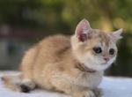 Kuzya - British Shorthair Kitten For Sale - Quinlan&comma; TX&comma; US