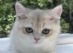 Mura - British Shorthair Kitten For Sale - Quinlan&comma; TX&comma; US