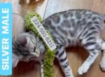 BENGAL KITTEN  CHARCOAL MALE - Bengal Kitten For Sale - IL&comma; US