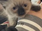 Gray - Siamese Kitten For Sale - 