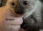 Green - Balinese Kitten For Sale - Plainfield&comma; IN&comma; US