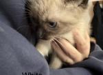 White - Siamese Kitten For Sale - 
