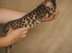 Rena - Bengal Kitten For Adoption - 