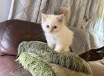 Flame point - Persian Kitten For Sale - Conyers&comma; GA&comma; US