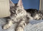 Jack - Maine Coon Kitten For Adoption - 