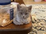CFA Blue Male - Persian Kitten For Sale - Conyers&comma; GA&comma; US