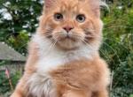 Bella - Maine Coon Kitten For Adoption - 