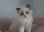 fridy - Ragdoll Kitten For Adoption - Firestone Park&comma; CA&comma; US