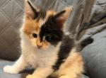 Calico Torbie with white - Maine Coon Kitten For Sale - 