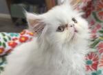 Solid white girl - Persian Kitten For Sale - 