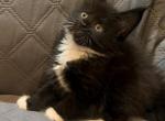 Black white - Maine Coon Kitten For Sale - 