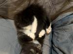 Black smoke - Maine Coon Kitten For Sale - Elkland&comma; MO&comma; US