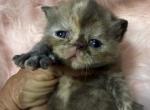 Exotic girl tortieshell - Exotic Kitten For Sale - Palm Coast&comma; FL&comma; US