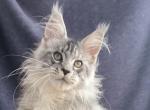 Winston Churchill - Maine Coon Kitten For Sale - 