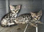 Ned - Bengal Kitten For Sale - Macon&comma; MO&comma; US