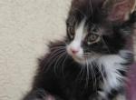 Purebred Maine Coon Kitten Big Healthy Playfull - Maine Coon Kitten For Sale - FL&comma; US