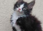 Purebred Maine Coon Kitten Big Healthy Playfull - Maine Coon Kitten For Sale - FL&comma; US
