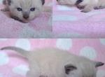 Making a Splash - Siamese Kitten For Sale - Lenoir&comma; NC&comma; US