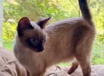 Making a Splash - Siamese Kitten For Sale - 