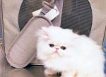White Male Persian - Persian Cat For Sale - Greenwood&comma; SC&comma; US