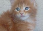 Cooper Majestic European Type Maine Coon Boy - Maine Coon Kitten For Sale - FL&comma; US