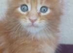 Cooper Majestic European Type Maine Coon Boy - Maine Coon Kitten For Sale - FL&comma; US