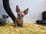 Pinky - Sphynx Kitten For Sale - 
