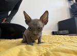 Twin 1 - Bambino Kitten For Sale - 