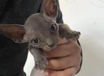 Twin 2 - Bambino Kitten For Sale - 