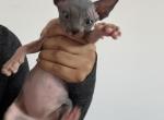 Bud - Sphynx Kitten For Sale - 