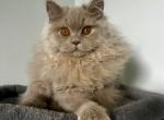 Yusha - British Shorthair Kitten For Sale - Green Acres&comma; FL&comma; US
