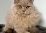 Yusha - British Shorthair Kitten For Sale - Green Acres&comma; FL&comma; US