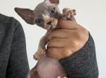 Shark - Bambino Kitten For Sale - Chicago&comma; IL&comma; US