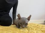 Runty - Bambino Kitten For Sale - Chicago&comma; IL&comma; US