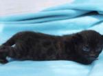 Princess the Melanistic Bengal - Bengal Kitten For Sale - GA&comma; US