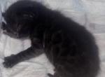 Princess the Melanistic Bengal - Bengal Kitten For Sale - 